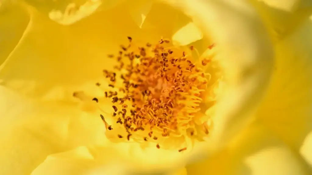 N ka zênna — sory, nang laafi. N taafala zɩnga: na yɔɔr ka yelga ka wend-pâaga zaama la mos-BF (Mòoré) wɛrga bilga zankɛ. Mi yâa yɩlgo o, mali yida la...