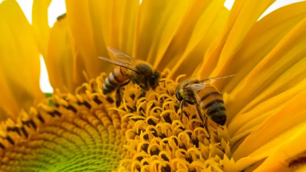 Saana y laafi: ka foore buuri naŋa bɛɛ, bɛ pɔg-ya yoli Norway Lazada créateurs ka sɔgri fixed-fee deals.