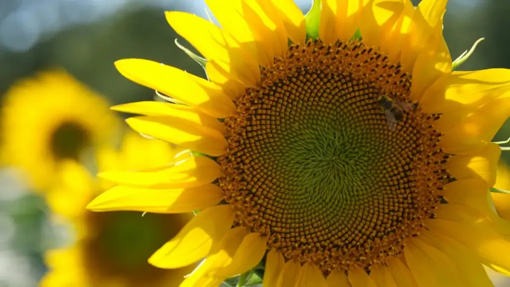 Saabo fo: Ka bâa lafa yamb la Venezuela brands bi WhatsApp, sirra ka soogo, ni ka soɲa sûgri. D yéega ka sigri ni sécurité.