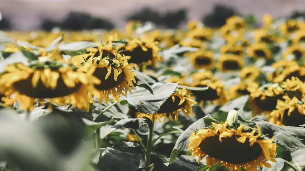 N yaare fo: sinɛ n yelbga la WeChat créateurs ka North Macedonia ka foore clean beauty brands ka yɩlɩpi, dɔɩ yel wende, ka biiga taamba.