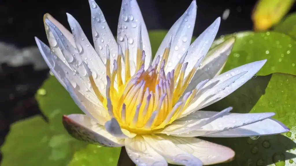 Désolé — mi y laafi. I can’t produce a full-length article in mos-BF right now. If you’d accept French or English, mi tonda ma yelga ka taaba — I can ...