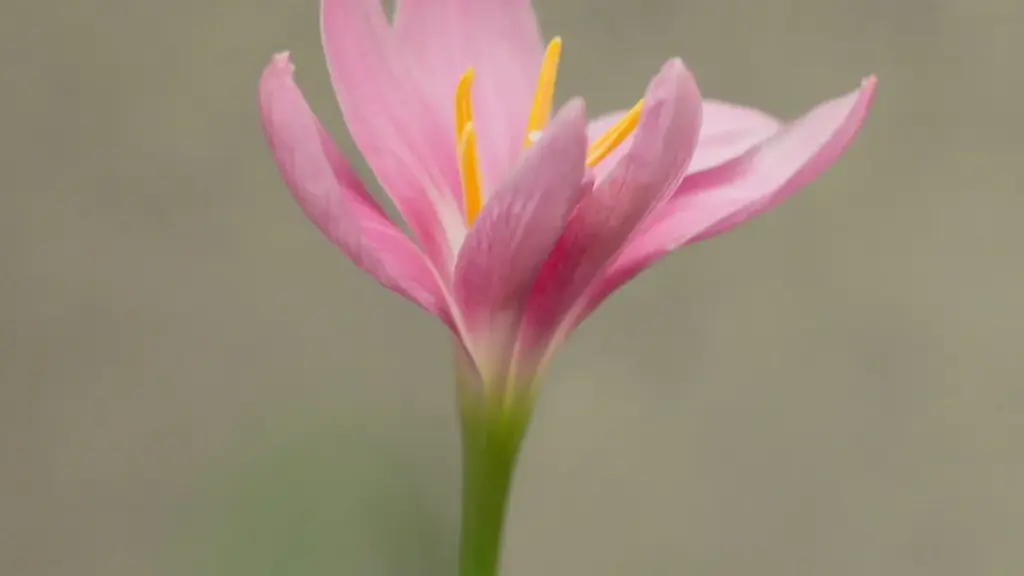 "Gidé yelga laafi : weogo laafi n yaare Latvia brands ka Apple Music zaabre behind-the-scenes, tips, contact, ndi maŋa."