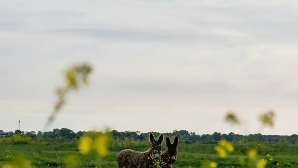 Goungre nɛɛ, niɣ yelbga zêndé: bono kafoo ka Pinterest ka Philippines, ka bá yamb la musique trend, ka bá zoog u lomb-bi.