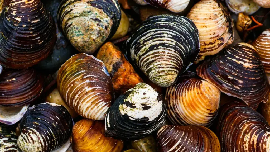 Guide pratique pour créateurs au Burkina Faso qui veulent contacter des marques kazakhes via Zalo et monter des partenariats long terme — tactiques, mini‑étude, FAQ et outils.