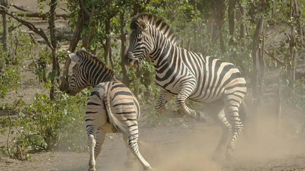 Astuces pratiques pour créateurs burkinabè qui veulent contacter marques de Géorgie via Line, partager couverture d'événements avec tags sponsor, et scaler partenariats.