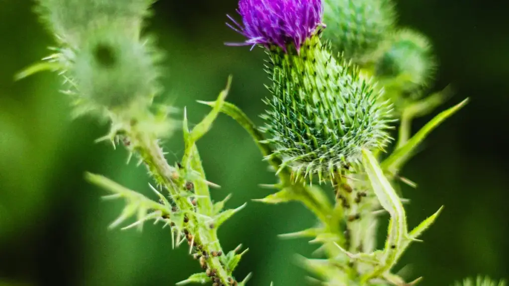 Guide pratique pour annonceurs au Burkina Faso: comment repérer, qualifier et collaborer avec des créateurs Instagram du Bangladesh pour booster l’exposition d’équipements de voyage via UGC.