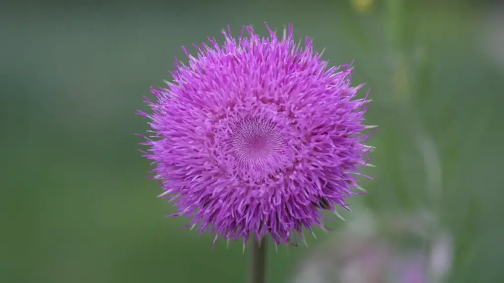 Sɔmb-yɛla: Se w yâa-la laafi, nɛɛ yɔr la tunisie Moj créateurs fɔɔr paabu zaam. Kon laafi yâ, mà yamb neeb yâ.