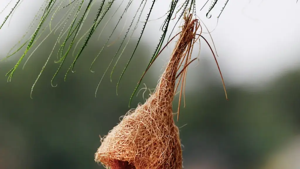 Guidé prática pour marques Faso: comment dén na créateurs TikTok Turki pour lansé nouvelle collection vêtement en 2025.