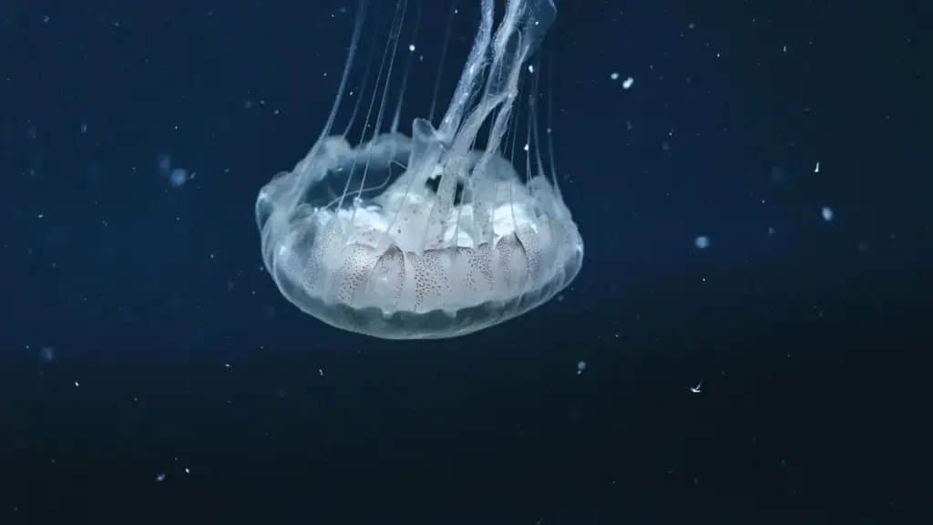 Guidɛ praktiik yaaba: kifé la ka séga Ecuador Viber créateurs nɛ yé ni tɔɔga défis sponsorisés, plan, outils, étiquettes légales, maŋsa.