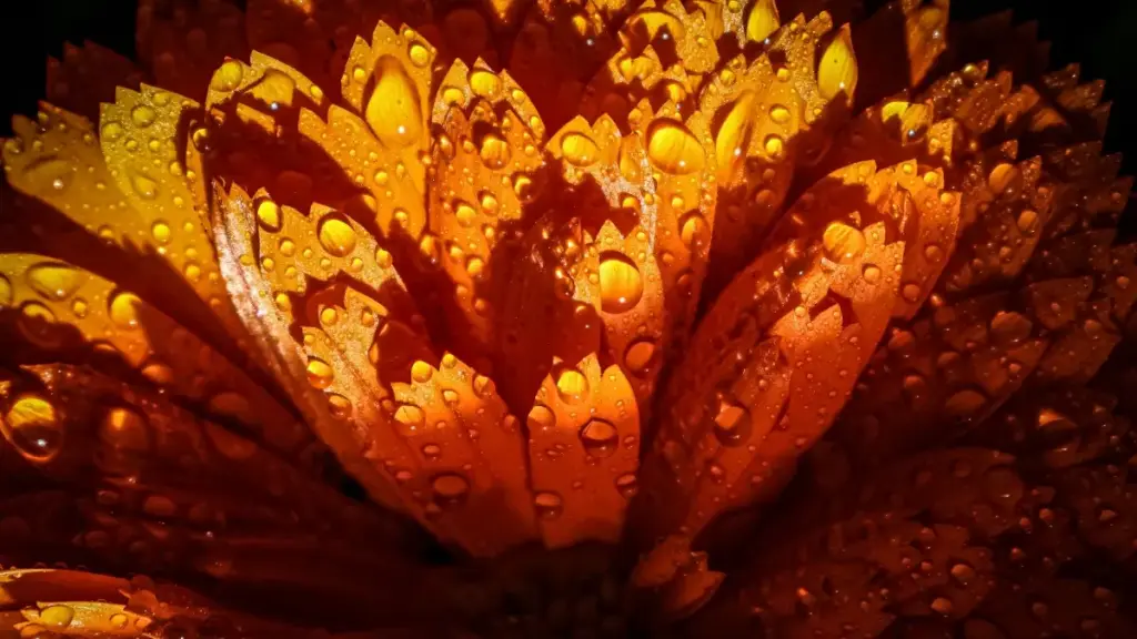 Diga laari biiga : boug-yiri-naba ka Venezuela Disney Plus créateurs zaama ko unboxing viral. Bii yelma, foɣna, ani maana ka bɛɛka zanga.