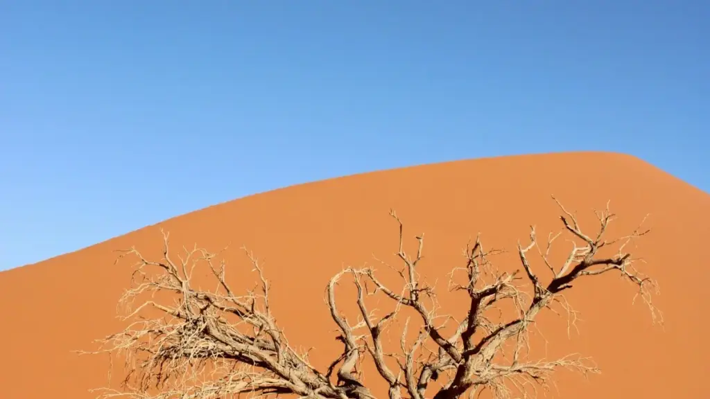 Wéogo laafi — tond ya Bolivia Roposo creators né neere style influencers wa yôg-sa, béogo ka tips, tool, ni stratégie pa UMKM Burkina.