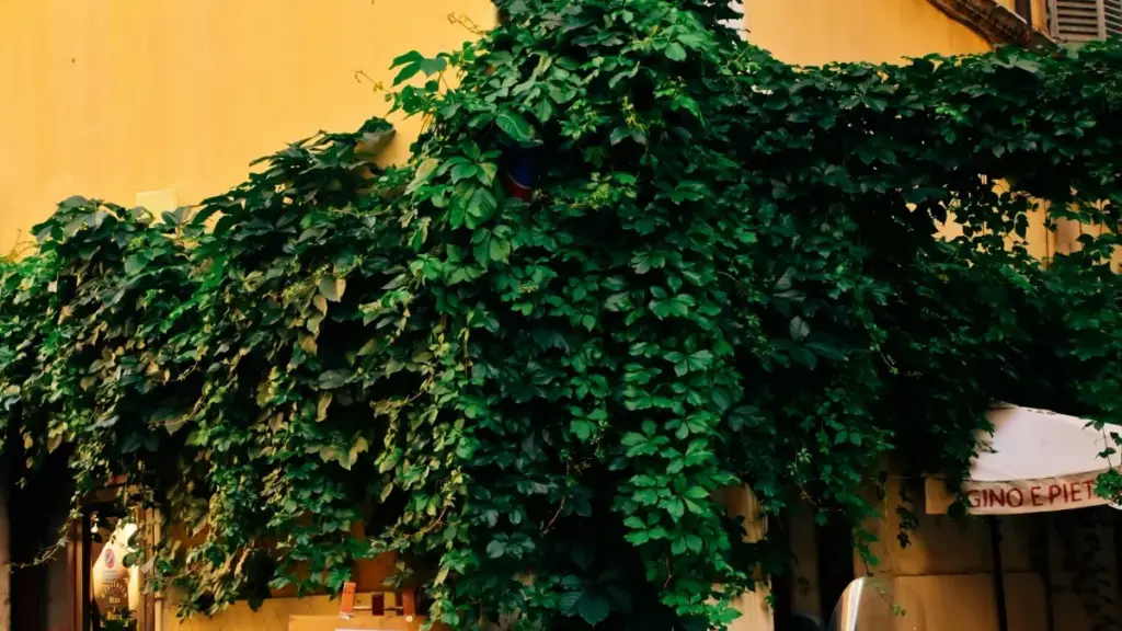 Guidu pratique pour créateurs au Burkina Faso: comment joindre marques tanzaniennes su Bilibili pour vidéos réaction chanson, astuces, modèle de pitch, et risques.