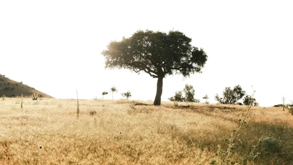 Guida praktikal ba créateurs Faso ka yɛlɛ Douyin la, nɛɛ wâa ka yaar Koree du Sud brands ye, sooma yɛrɛ yaaŋ. Tips, exemples (Matin Kim, Chai Communication), bè yɔr.