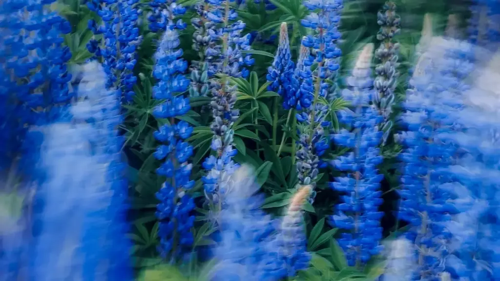 Zin laafi — ga yiiri yamb naamba: neeno wɔr-la Bolivie marques su Lazada, ka tiiri giveaways, ka bon la taaba. Kog-ré, tips, na MaTitie rekomandasyon.