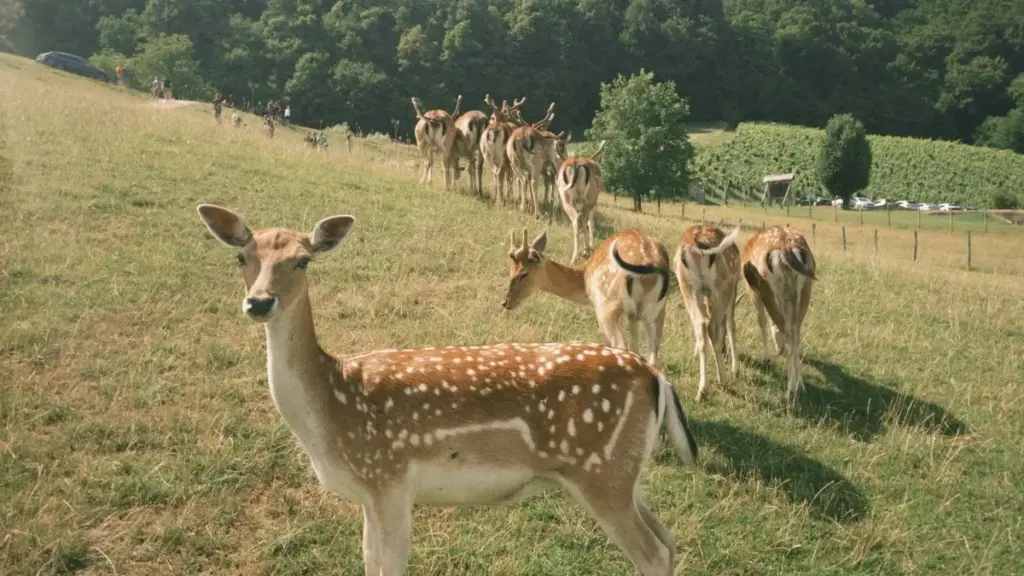 N daabɩr palga: sɔnd tond n yʋg ne ka Clubhouse bɛ Lithuania brand-gɔ la, fo hotel review n sponsored content. Tips, stratégie, na li sigri dɔɔre.