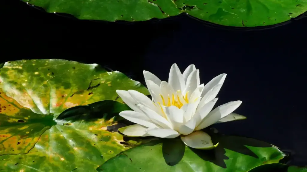 Bons conseils pr les annonceurs au Burkina Faso pour détecter et bosser avec créateurs YouTube tchèques, optimiser UGC et vendre matos de voyage.