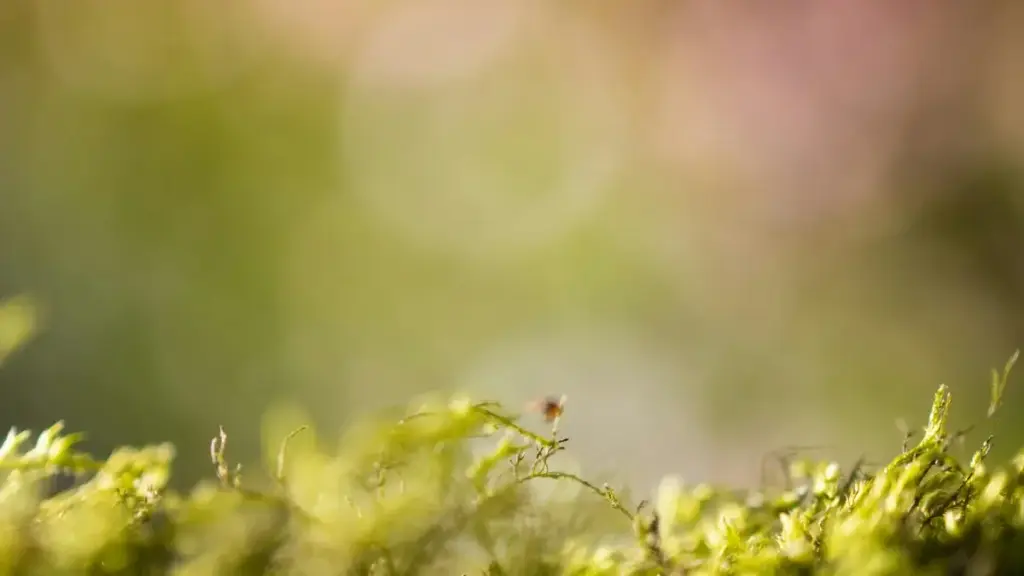 N yamb lafa: ka nɔnga Ethiopia Rumble créateurs yamb sooma, ka fo dɔɔri brand biiga yinga Burkina Faso.