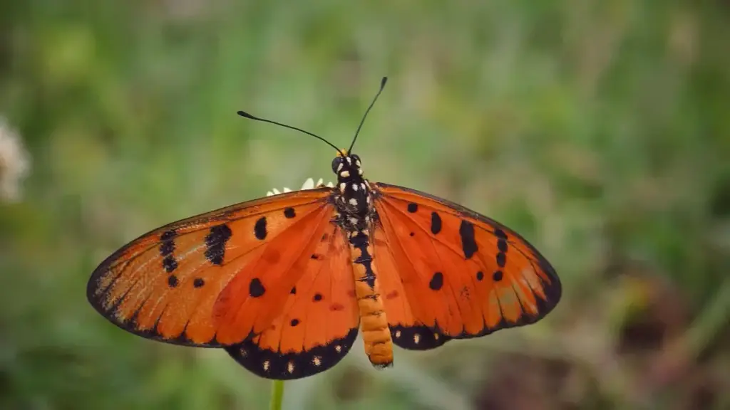 Gɔɔmi tooma: ka zãmma Colombia KakaoTalk creators bɛ yaare seasonal sales, kôogo tîiga, platform chuuri, ni bɔnd yélen.