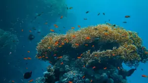 N yaa zaa yamb laafi: foogo yelbga cómo barka Malta brands zoa Chingari ka unboxing vidéo, ni saana wend tond nɛɛma.