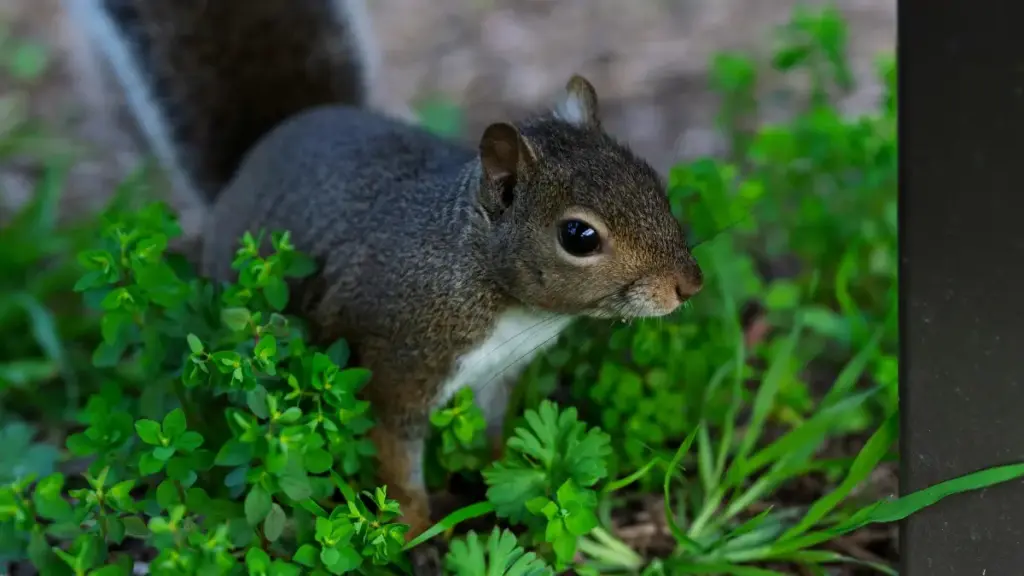 Zãɣa kaŋ nɛɛ: naana laaba ka bɛɛn tunga ka fo TikTok Tanzania créateurs, ka yibe dance challenges, ka fɩɩré san zɔɔr yelga.