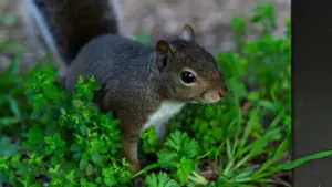 Zãɣa kaŋ nɛɛ: naana laaba ka bɛɛn tunga ka fo TikTok Tanzania créateurs, ka yibe dance challenges, ka fɩɩré san zɔɔr yelga.