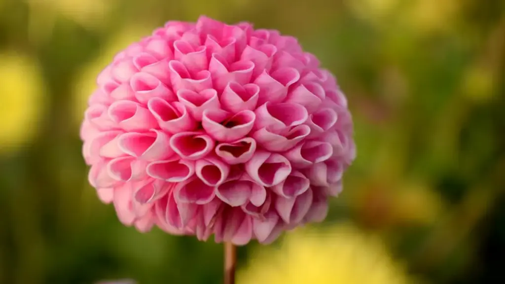 Maaf — mi yel wend yaa: n zaa tiiga moore (mos-BF) ka toongo. N ka foore ka taa niimi tiiga laafi; n ka faar laafi n dooni zanga yamb yidaa. Fa windi ...