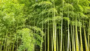 Sɔndɔri nɛɛ: fɔɔr ka Finland Taobao creators sigri la livestreams, maŋ laafi, dɔɔri ka baɣa brand messaging fɛr. Kadi sɔga ka BaoLiba ni taaba sɔbga.