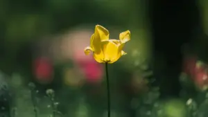 Dɩn wɛnd-nɛɛ la: kɛm-kɛm la su WeChat fo Pakistan brand-bɛ ka taafa nɛ, n yiribinɩ taaba, affiliate yɛlɩgɛ. Duni yelminde, techniques su, VPN recommandation, foumɛni-yelga.