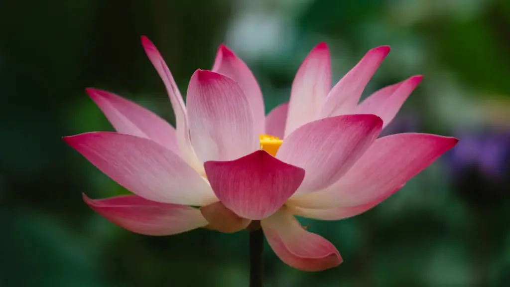 Sɔgla yelga: kôr tâaba lafiin ka Lazada Malaysia, bɛnda sɔmbga ka behind-the-scenes fo, di n yamb la.