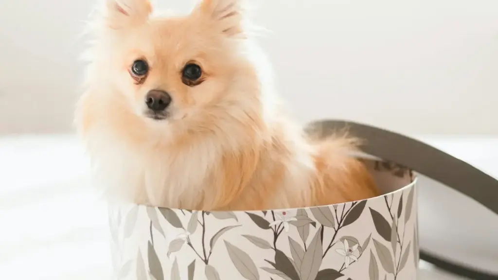 Trouver vite les bons créateurs SoundCloud en Autriche pour faire monter l’engagement social, sans partir à l’aveugle ni gaspiller le budget.