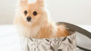 Trouver vite les bons créateurs SoundCloud en Autriche pour faire monter l’engagement social, sans partir à l’aveugle ni gaspiller le budget.